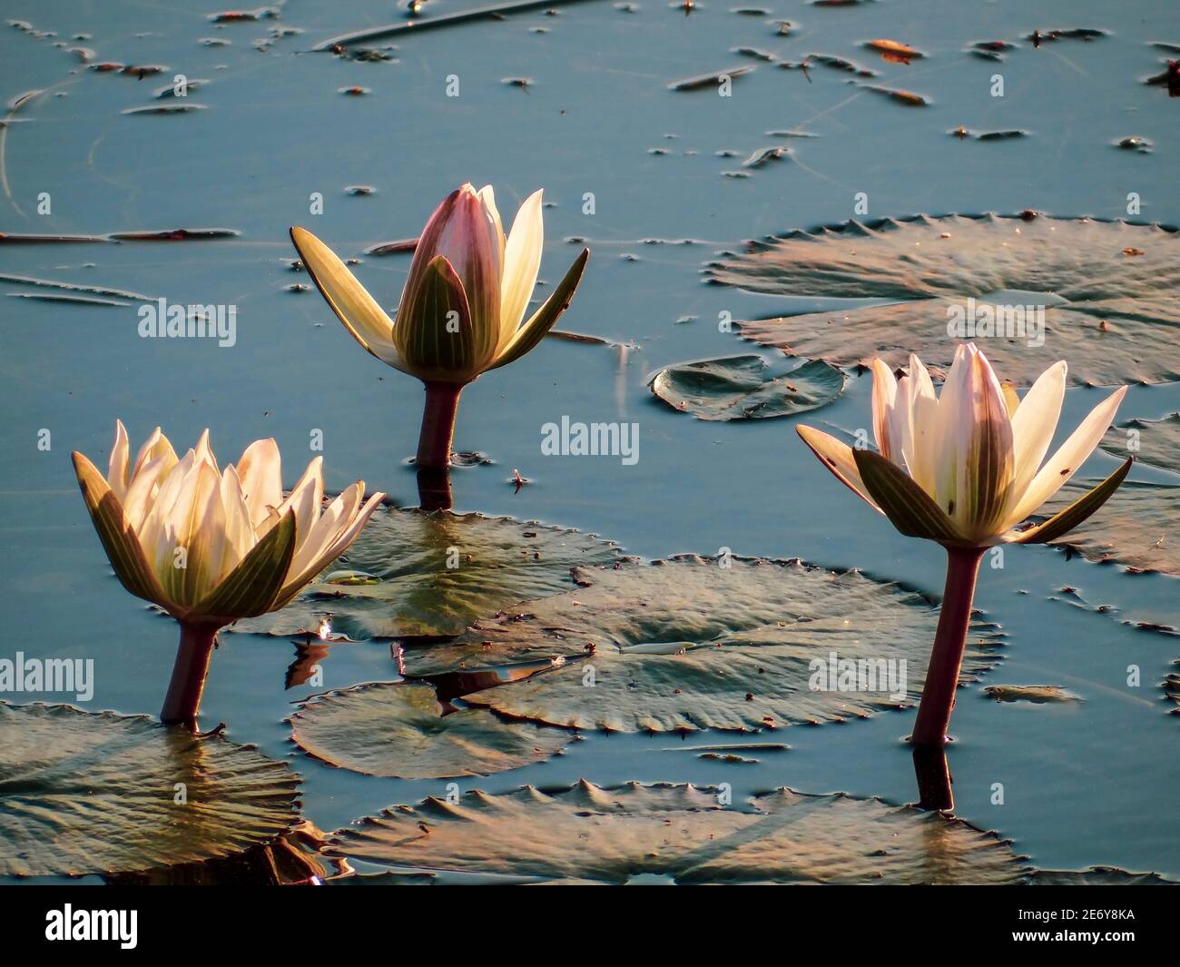 Lotus flowers and leaves floating on water in South Africa Stock Photo
