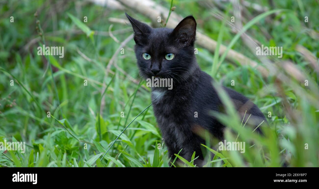 The cold stare of the young adorable pet, fully focused and listen closely, cat aye and the face front view close up. green eyes and dark furry wild c Stock Photo