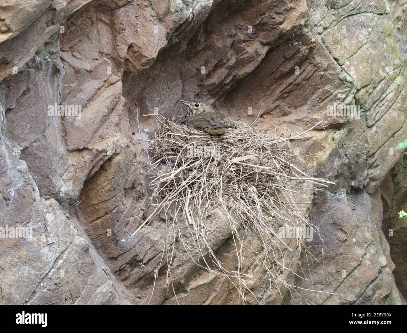 Cliff Nesting Birds High Resolution Stock Photography and Images Alamy
