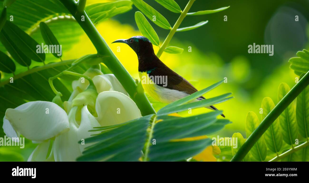 Crimson backed sunbird perched on a branch, looking for a flower for a sip of nectar Stock Photo