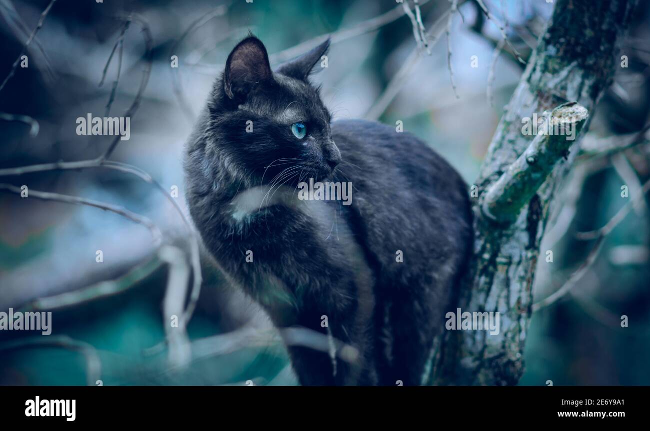 Dark black color Cat on a tree branch, climbing and hunting, face rotate and staring at the distance, blue eyes are focused and determined facial expr Stock Photo