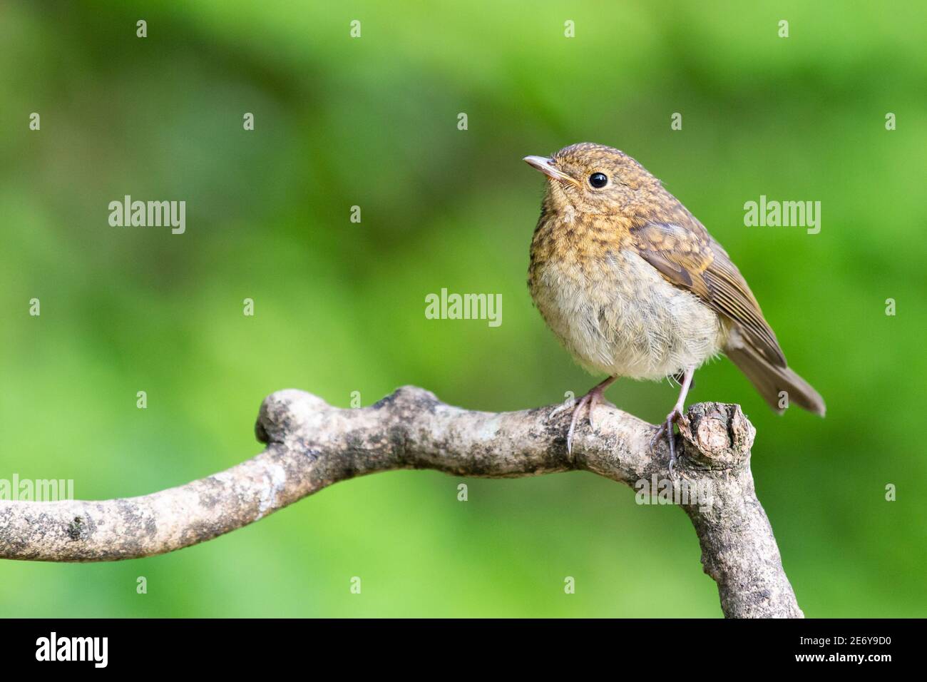 Juvenile Robin [  Erithacus rubecula ] on stick with out of focus green background Stock Photo