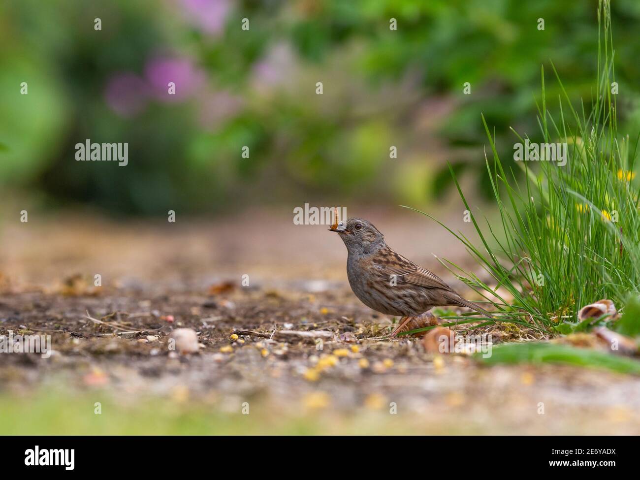 Dunnock [ Prunella modularis ] with mealworm in beak on garden path