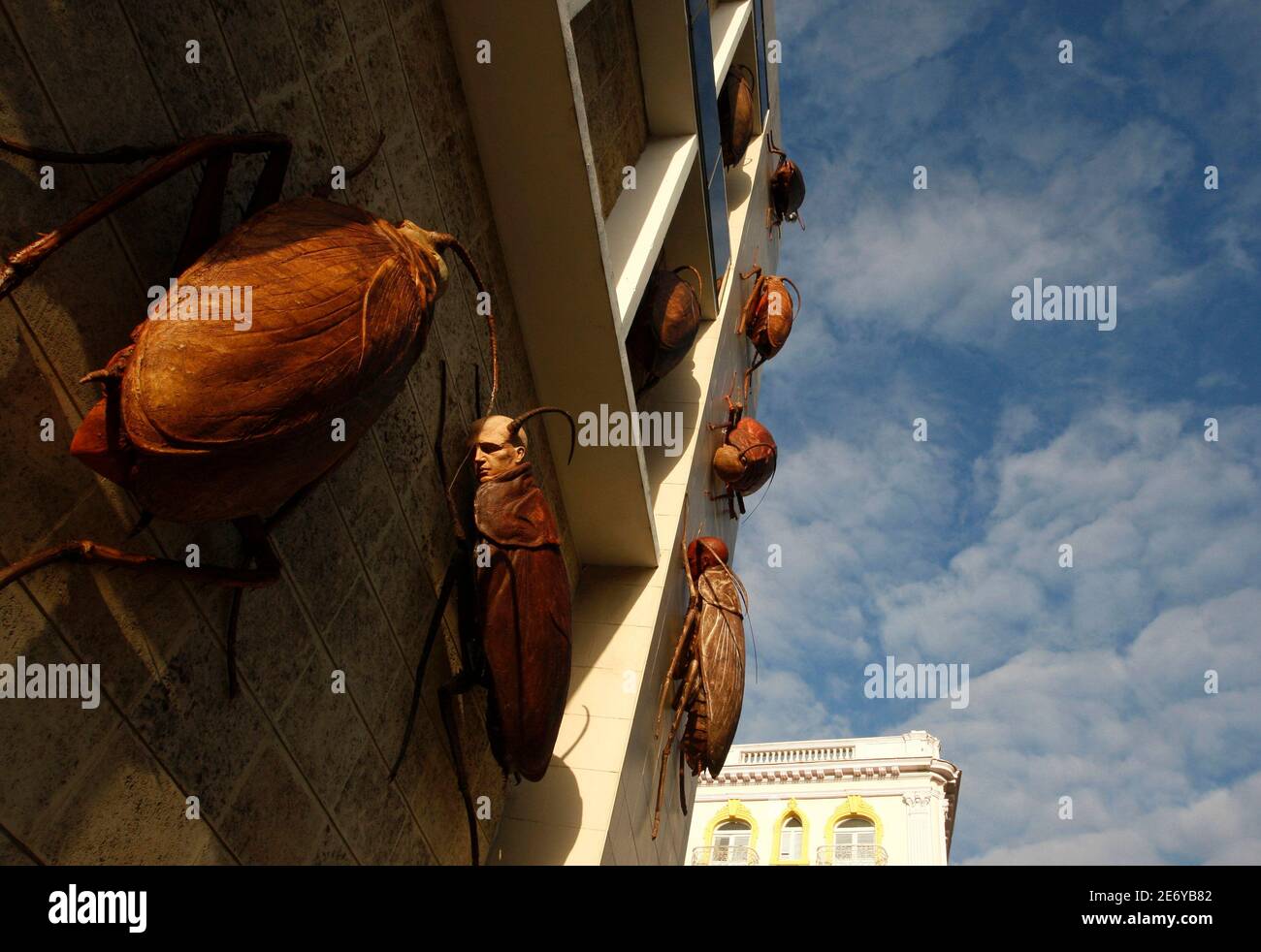 Cuban cockroaches hires stock photography and images Alamy