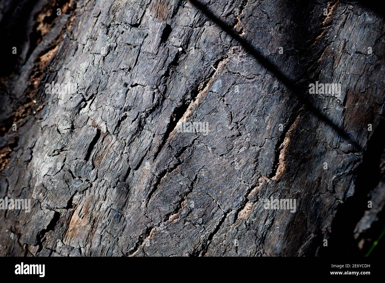 Detail of the burnt bark of a tree, black charred by fire Stock Photo