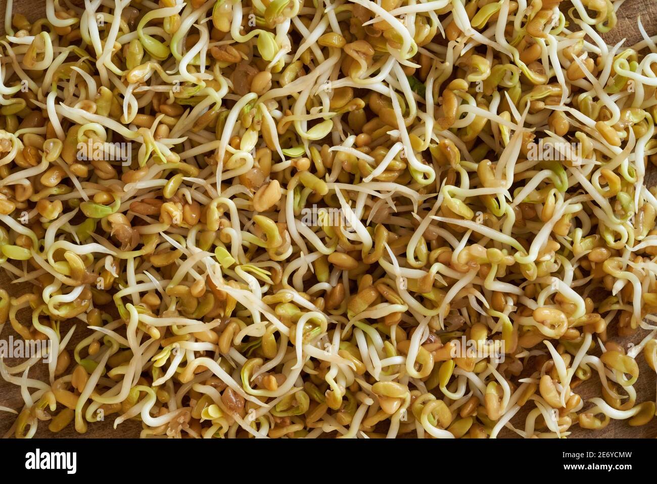 Sprouted fenugreek seeds, top view Stock Photo