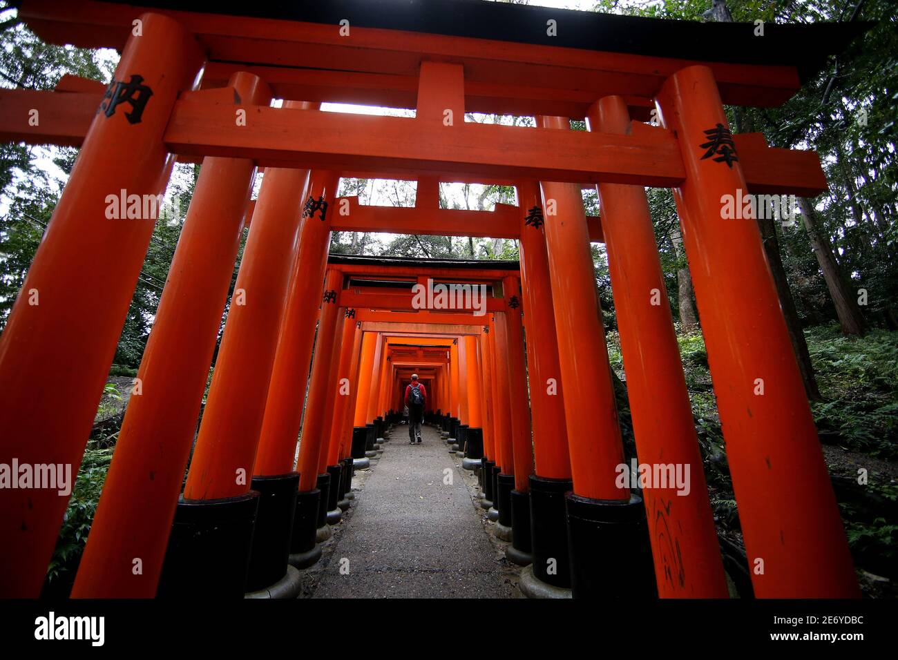 The red torii gates walkway path at fushimi inari taisha shrine the one ...