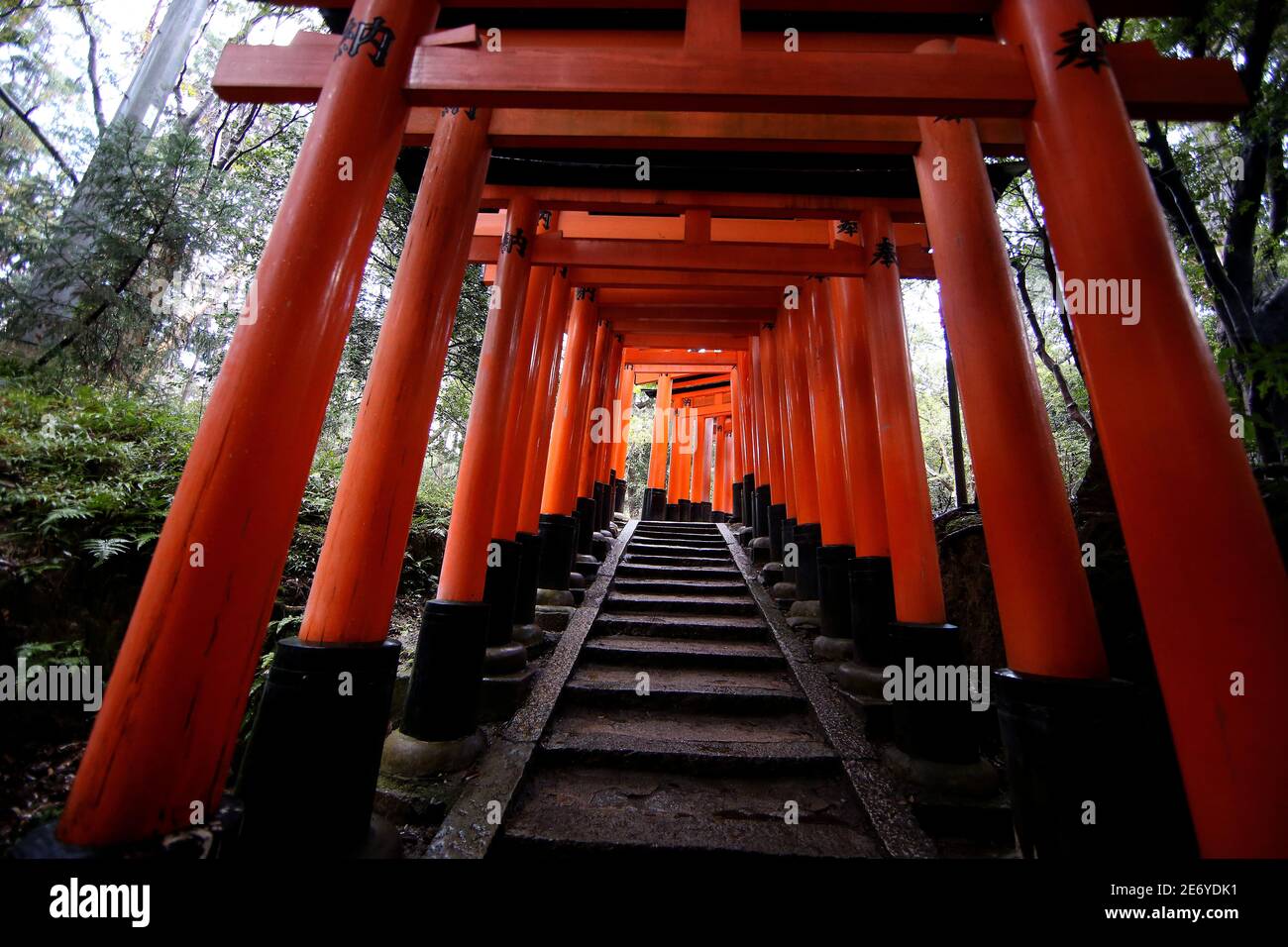 The red torii gates walkway path at fushimi inari taisha shrine the one ...