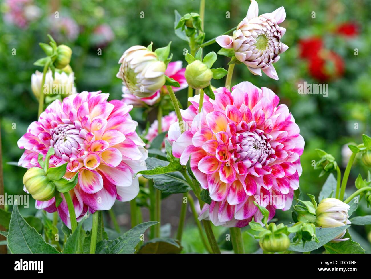 Decoration With Dahlia High Resolution Stock Photography and Images - Alamy