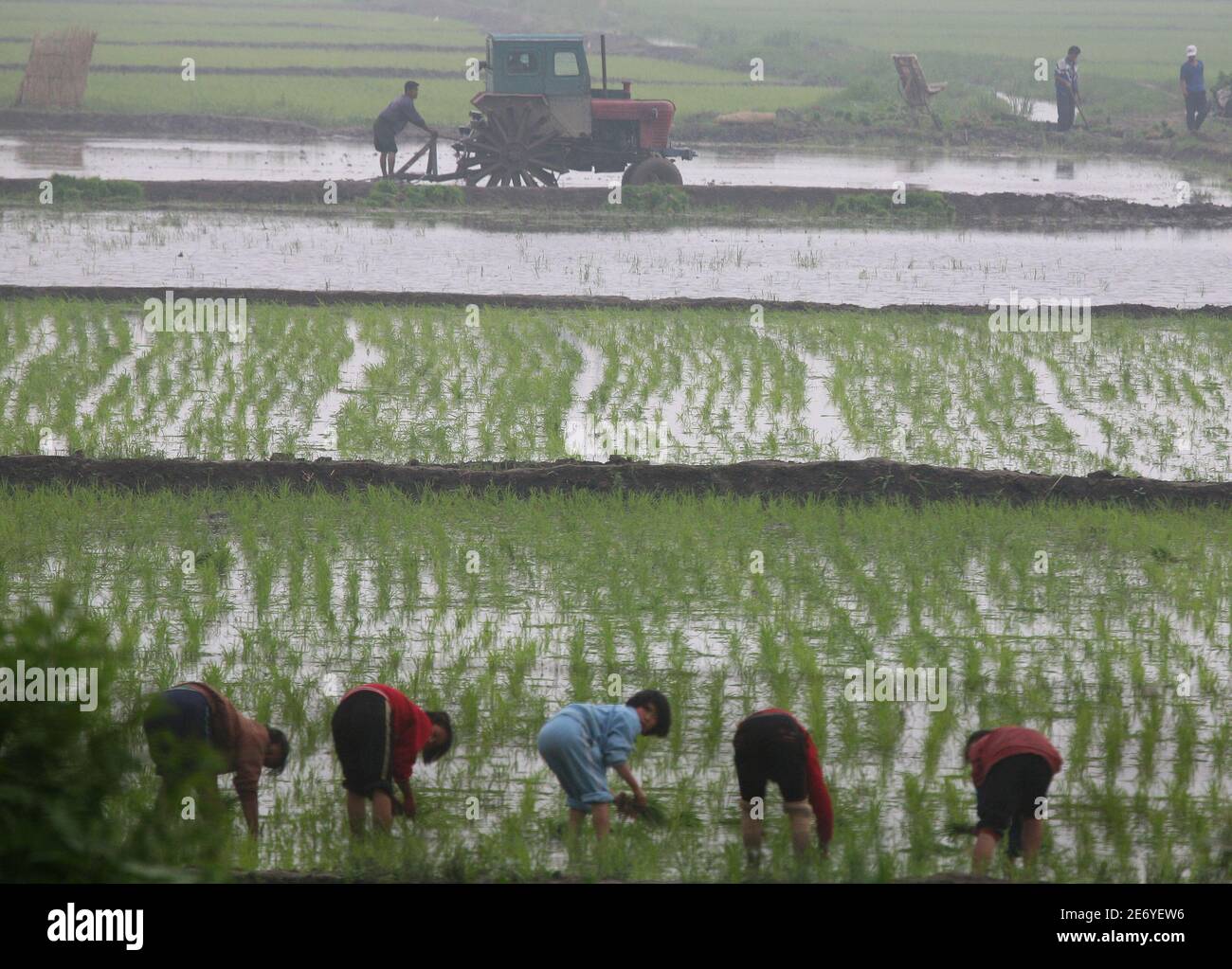 North Koreans work on a farm near the banks of the Yalu River near the North Korean town of Sinuiju, opposite the Chinese border city of Dandong, June 17, 2010. The world must send a strong message to North Korea that its provocative actions are unacceptable, a senior U.S. diplomat said on Thursday after talks on how to respond to the sinking of a South Korean warship. South Korea wants the U.N. Security Council to rebuke the North in a resolution imposing tough sanctions over the sinking of its navy corvette Cheonan in March, killing 46 sailors. REUTERS/Stringer (NORTH KOREA - Tags: AGRICULTU Stock Photo