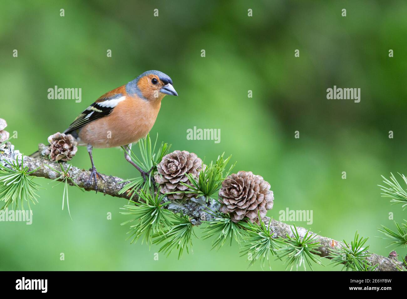 Male Chaffinch [ Fringilla coelebs ] on Larch branch with cones Stock Photo