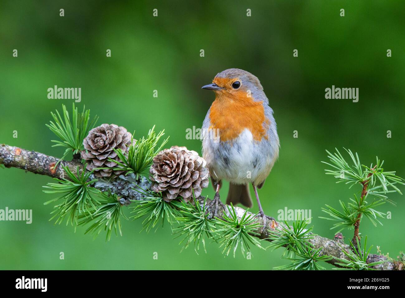 Robin [ Erithacus rubecula ] on Larch branch with cones Stock Photo - Alamy