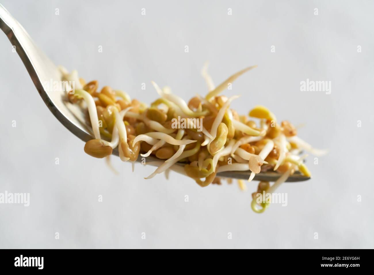 Sprouted fenugreek seeds on a fork against a bright background Stock Photo