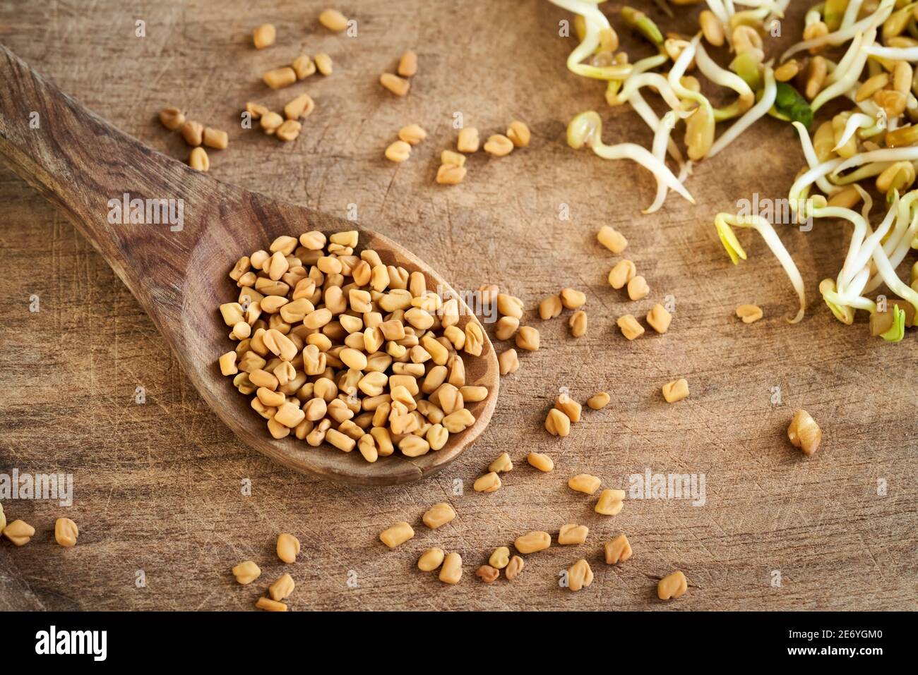 Dry fenugreek seeds on a spoon with three-day sprouts in the background Stock Photo