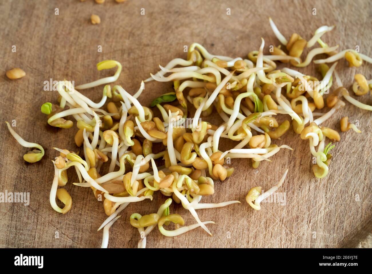 Sprouted fenugreek seeds on a wooden background Stock Photo