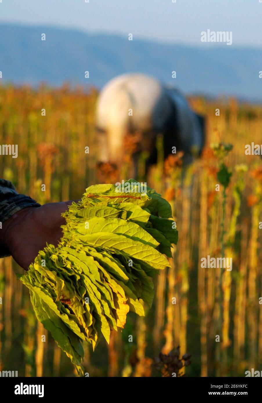 Macedonia tobacco hi-res stock photography and images - Alamy