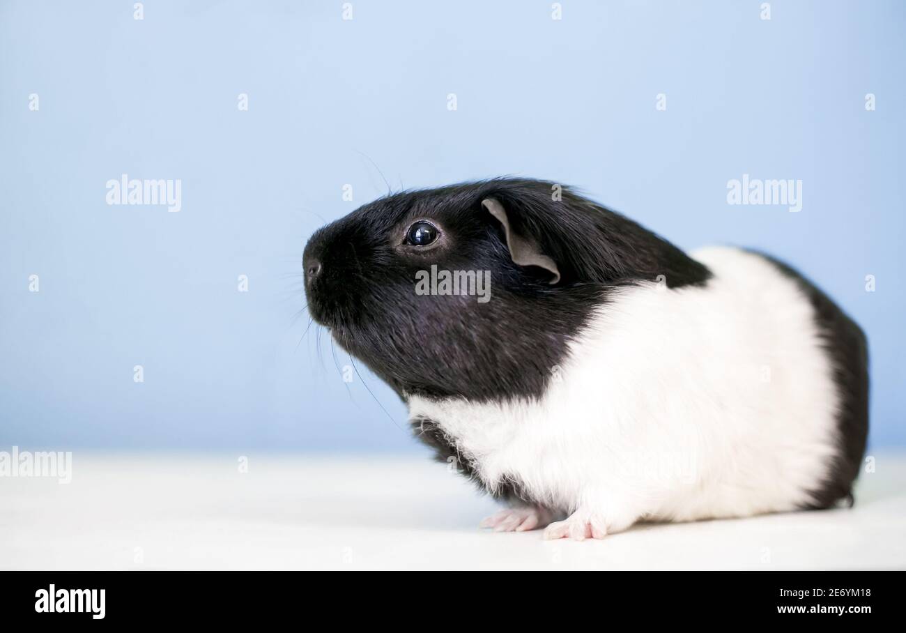 Profile of a black and white American Guinea Pig Stock Photo