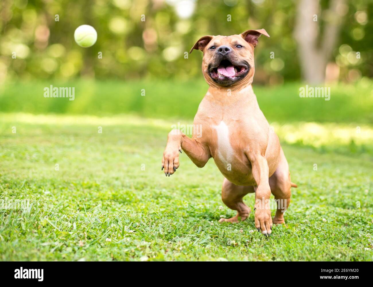 A happy Pit Bull Terrier mixed breed dog jumping and playing with a ball outdoors Stock Photo