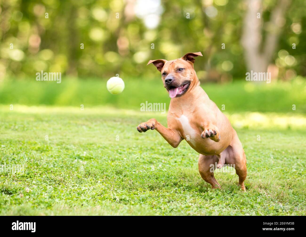 Dog jumping for tennis ball hires stock photography and images Alamy