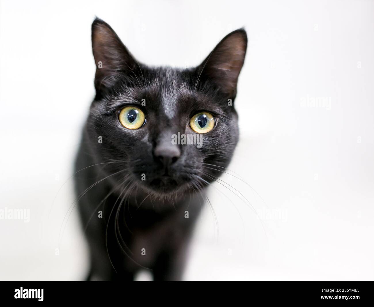 A wide eyed black shorthair cat looking at the camera Stock Photo
