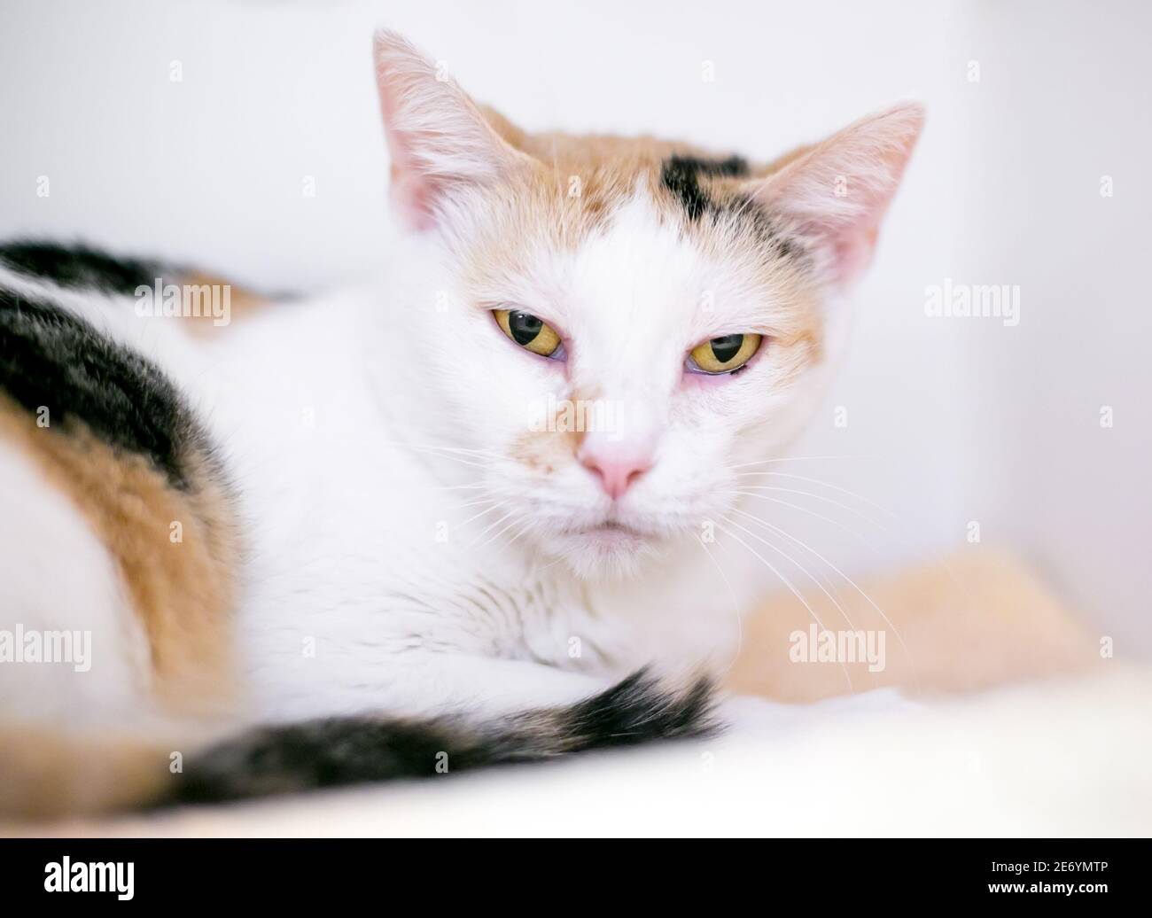 A Calico shorthair cat lying down and looking at the camera with a grumpy expression Stock Photo