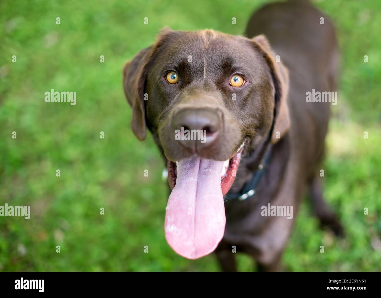 A purebred Chocolate Labrador Retriever dog panting heavily with a long