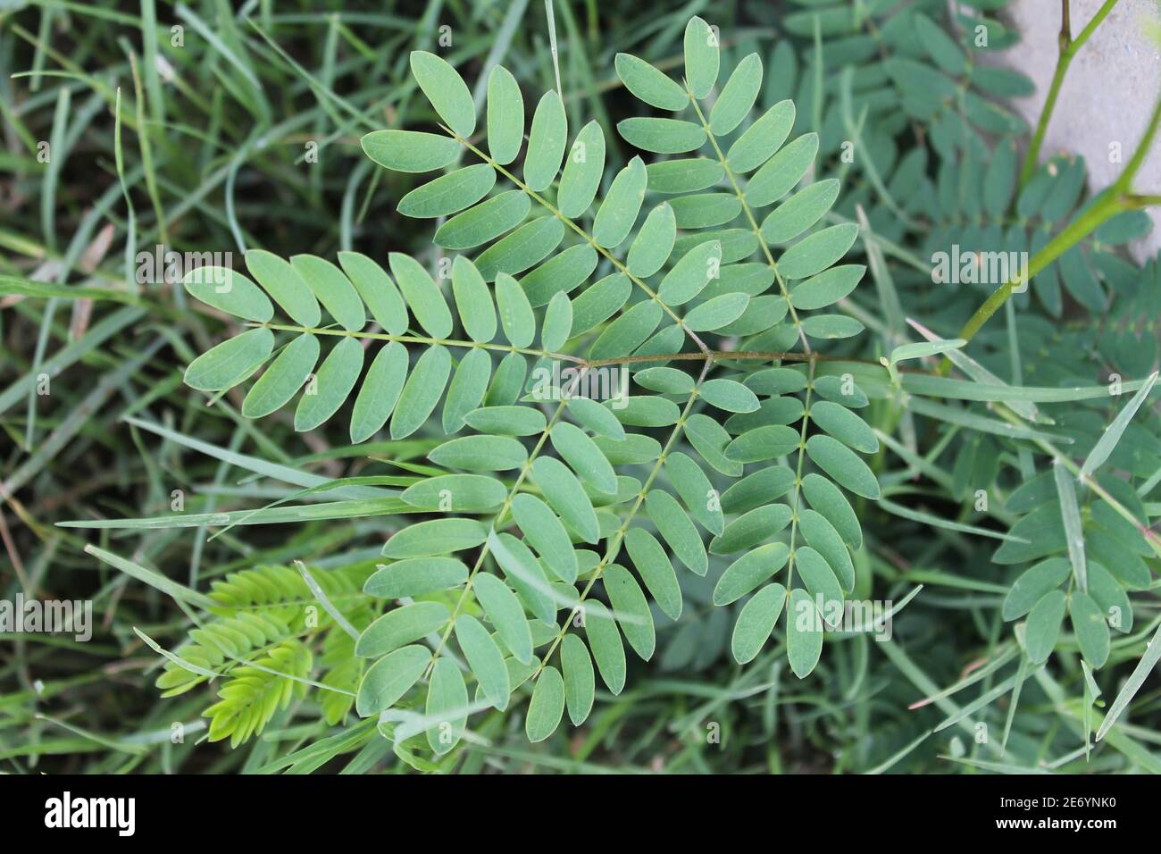 Top view of Persian silk tree leaves in a field under the sunlight