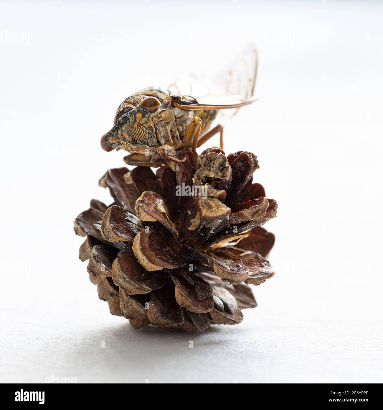 Pine cone bug hi-res stock photography and images - Alamy