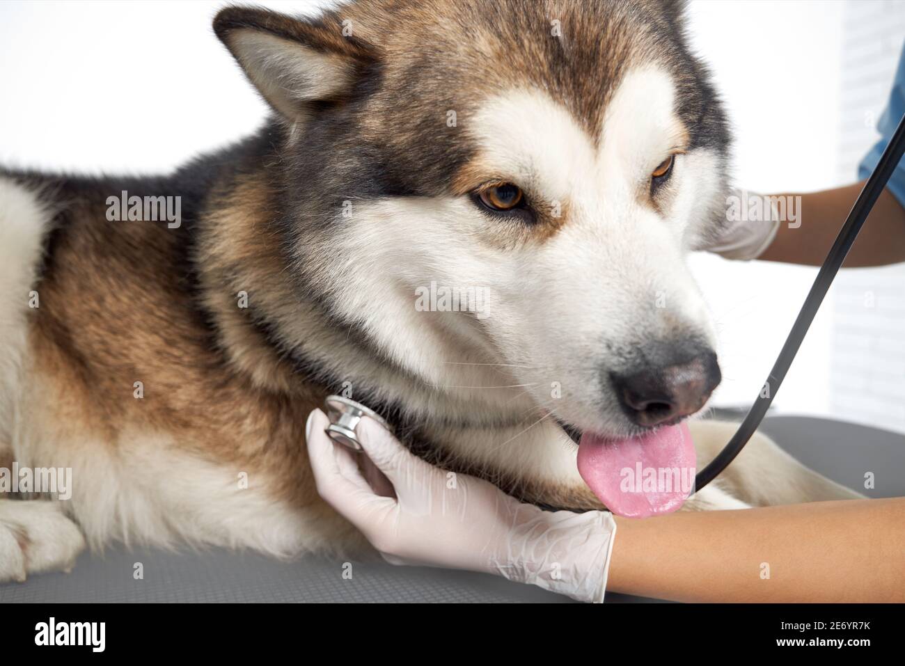 Husky dog clinic having his heart rate taken. Concept of dog check
