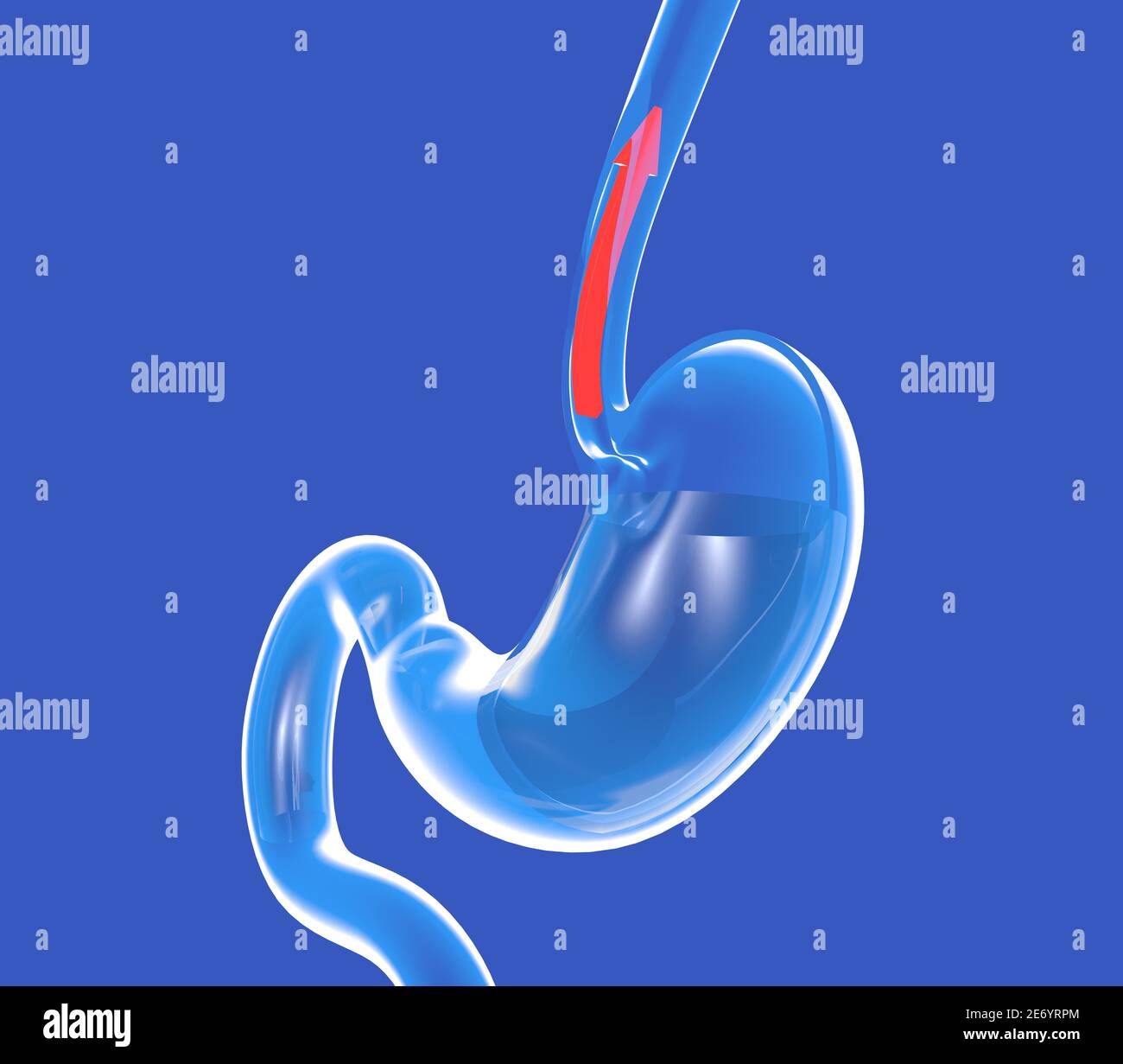3d illustration of transparent glass stomach showing gastroesophageal