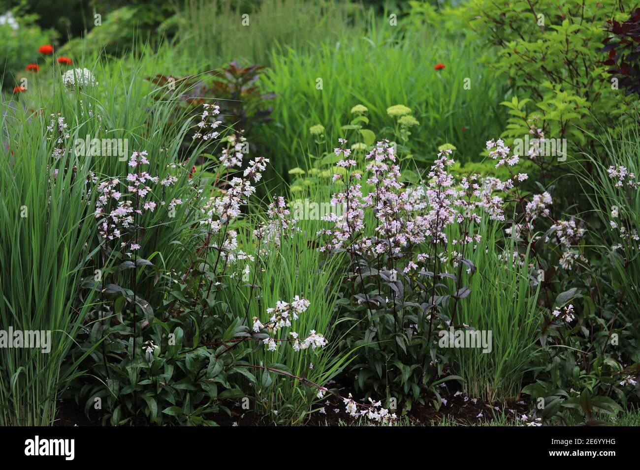 Beardstongue, Husker Red, with white flowers and dark purple foliage interspersed between northwind ornamental grass creates a natural fence. Stock Photo