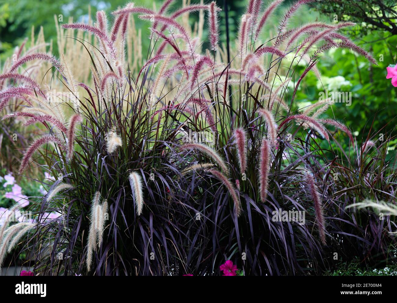 Burgundy fountain grass hi-res stock photography and images - Alamy