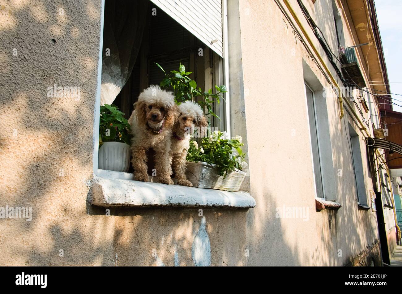 Two poodle dogs looking from open window and bark at strangers on the