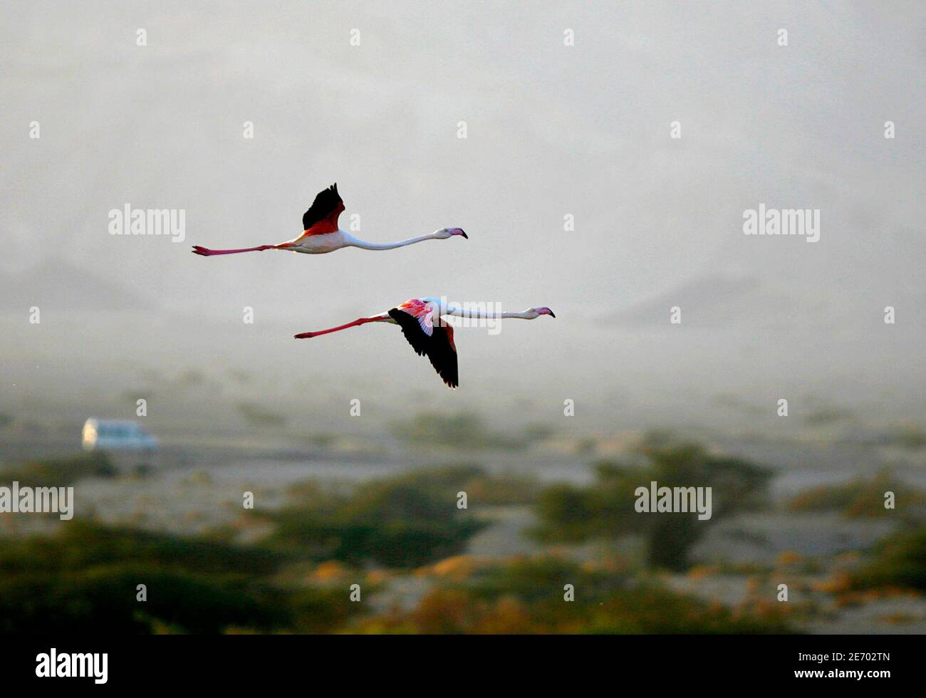 Flamingos fly over salt water pools in Evrona, near Israel's Red Sea resort city of Eilat January 3 , 2007. Every year around winter, the species leave their origin on the Iran-Turkey border in search of a sunny climate.   REUTERS/Ronen Zvulun (ISRAEL) Stock Photo