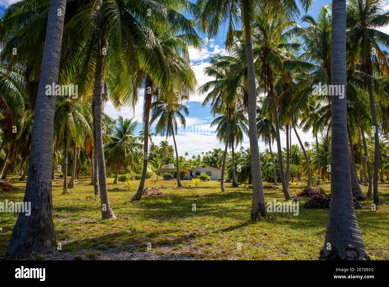 february-2020-tropical-palm-trees-in-fakarava-tuamotus-archipelago