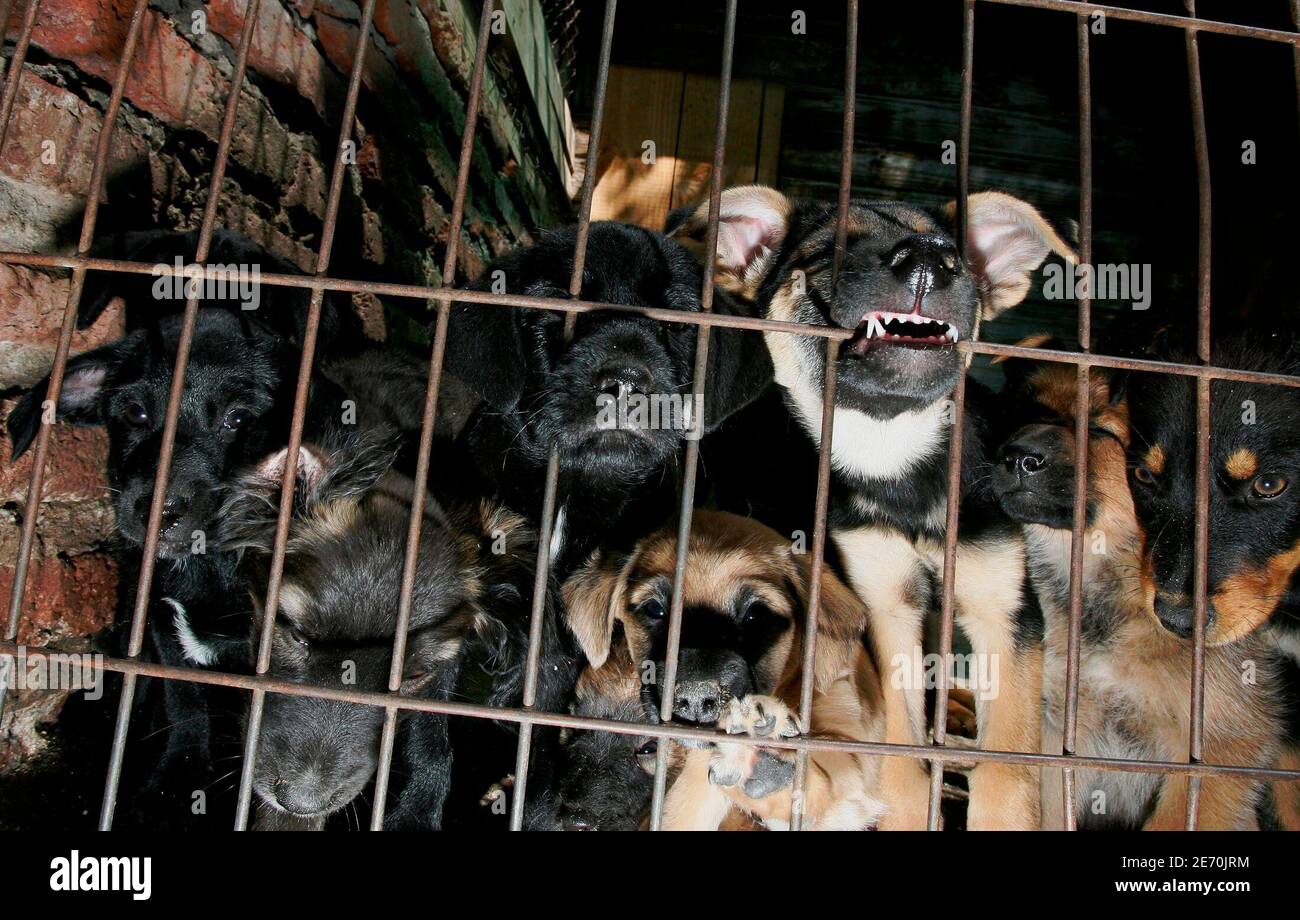 Puppies are seen at the Society for the Prevention of Cruelty to Animals in  Santiago, February 28, 2007. Animal rights activists say abuse of dogs is  common across Latin America and, despite