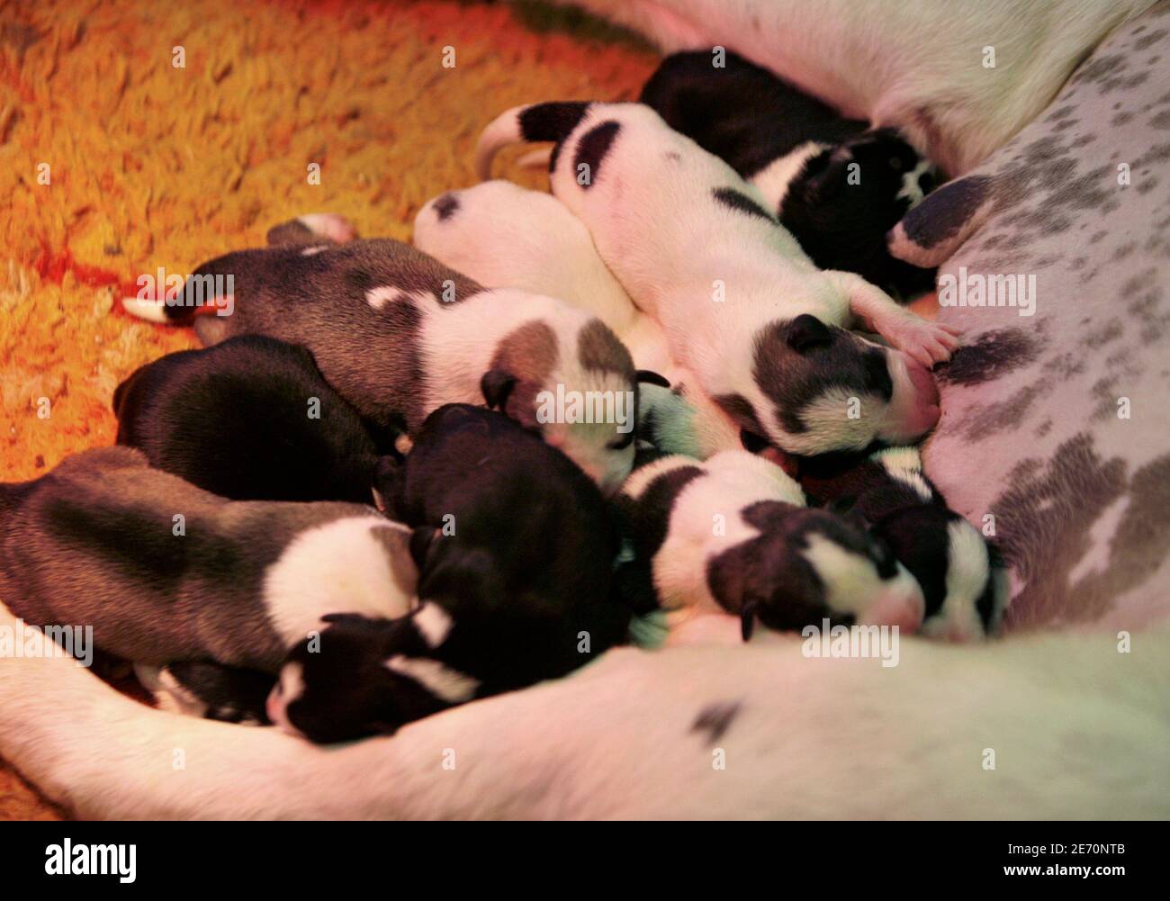 How Do You Know If A Newborn Puppy Is Dying