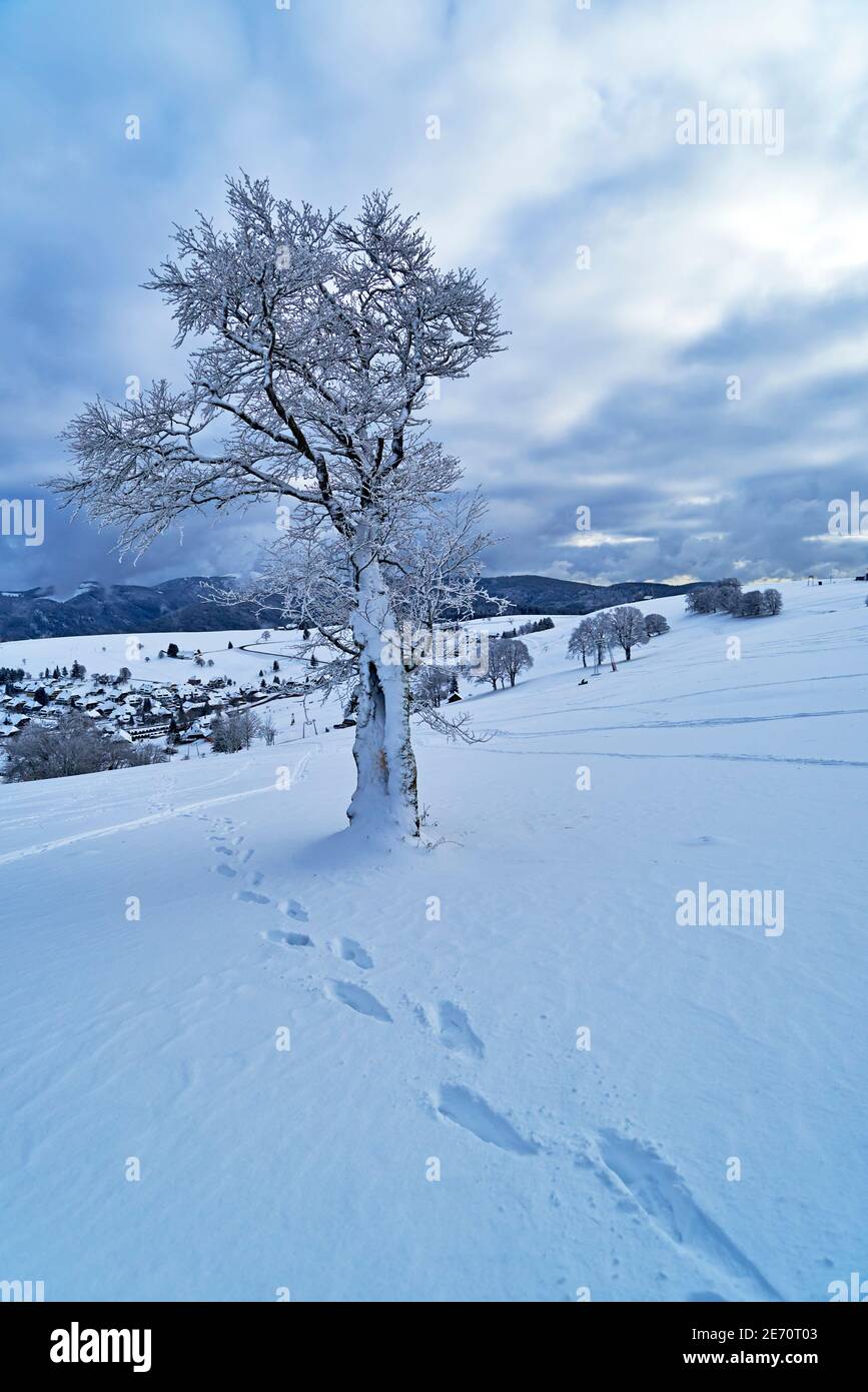 Lonely tree black white hi-res stock photography and images - Alamy