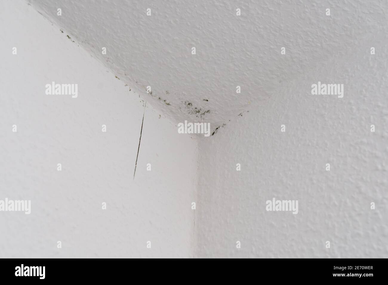 Dark green mould spots on a white ingrain wood chip wallpaper on the