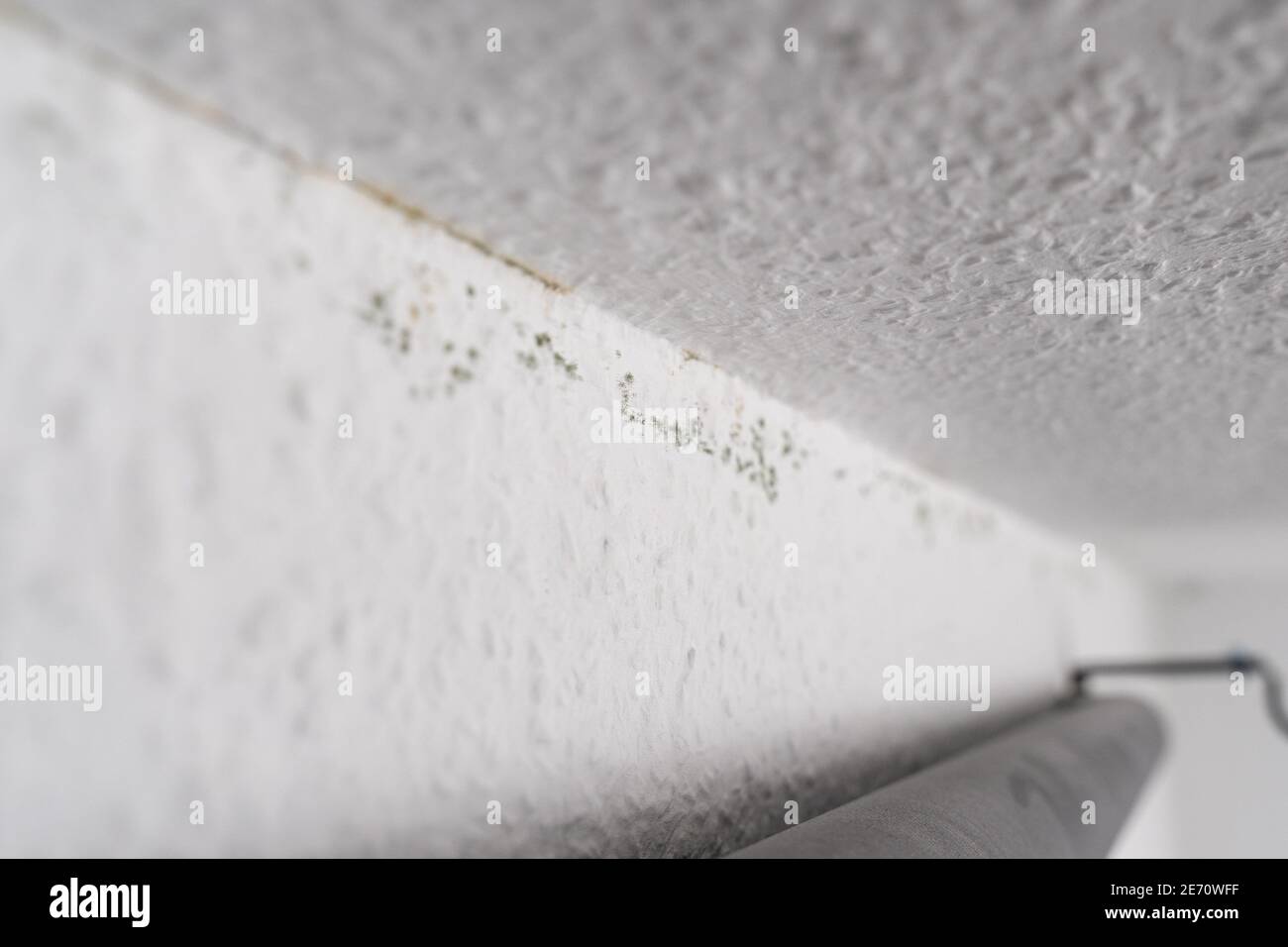 Dark green mould spots on a white ingrain wood chip wallpaper on the ceiling of a room. A cold and wet outer wall causes mildew. Stock Photo