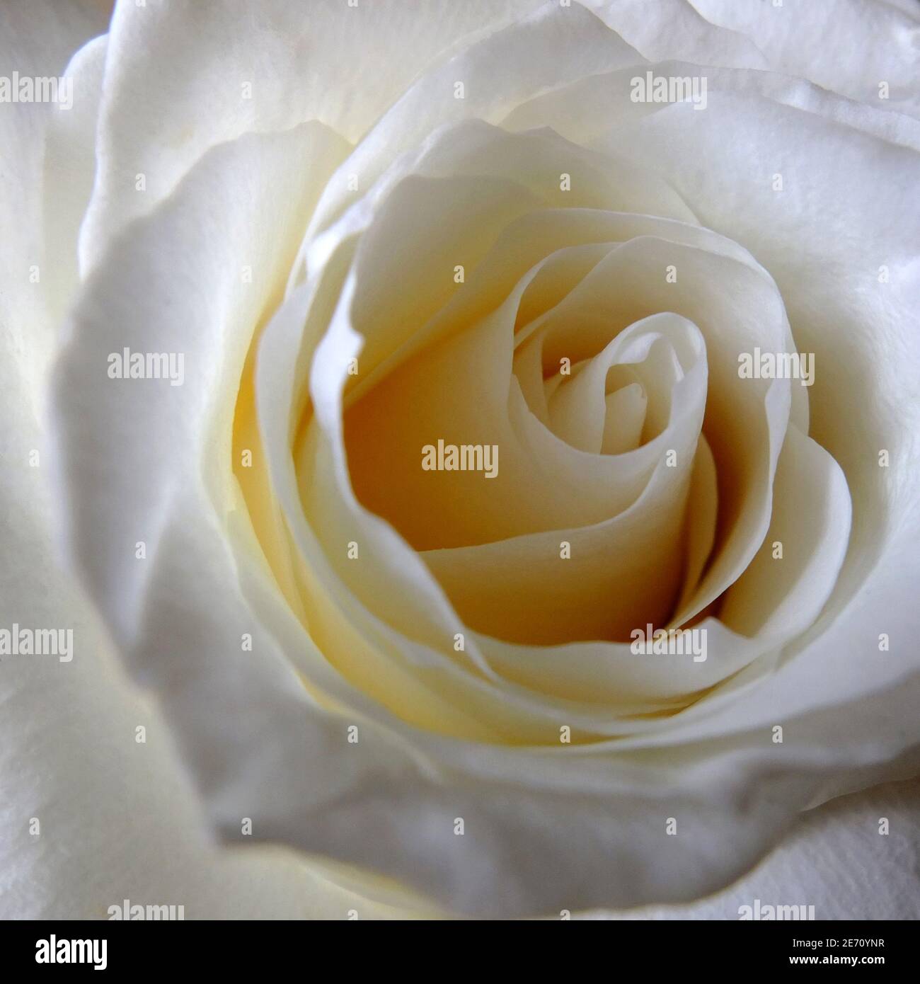 Rose flower head Cream colour with delicate swirling petals isolated close up under natural light Stock Photo