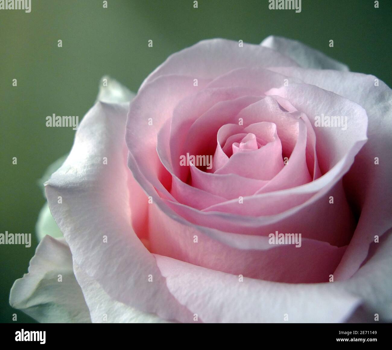 Pink Rose flower head close up with grey green background under natural ...