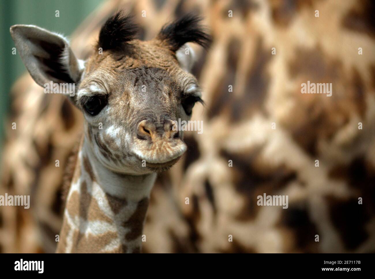 A newborn, and as yet unnamed, male giraffe stands next to his mother Jana  at the Franklin Park Zoo in Boston, Massachusetts July 27, 2009. The baby  giraffe's father, Beau, was diagnosed