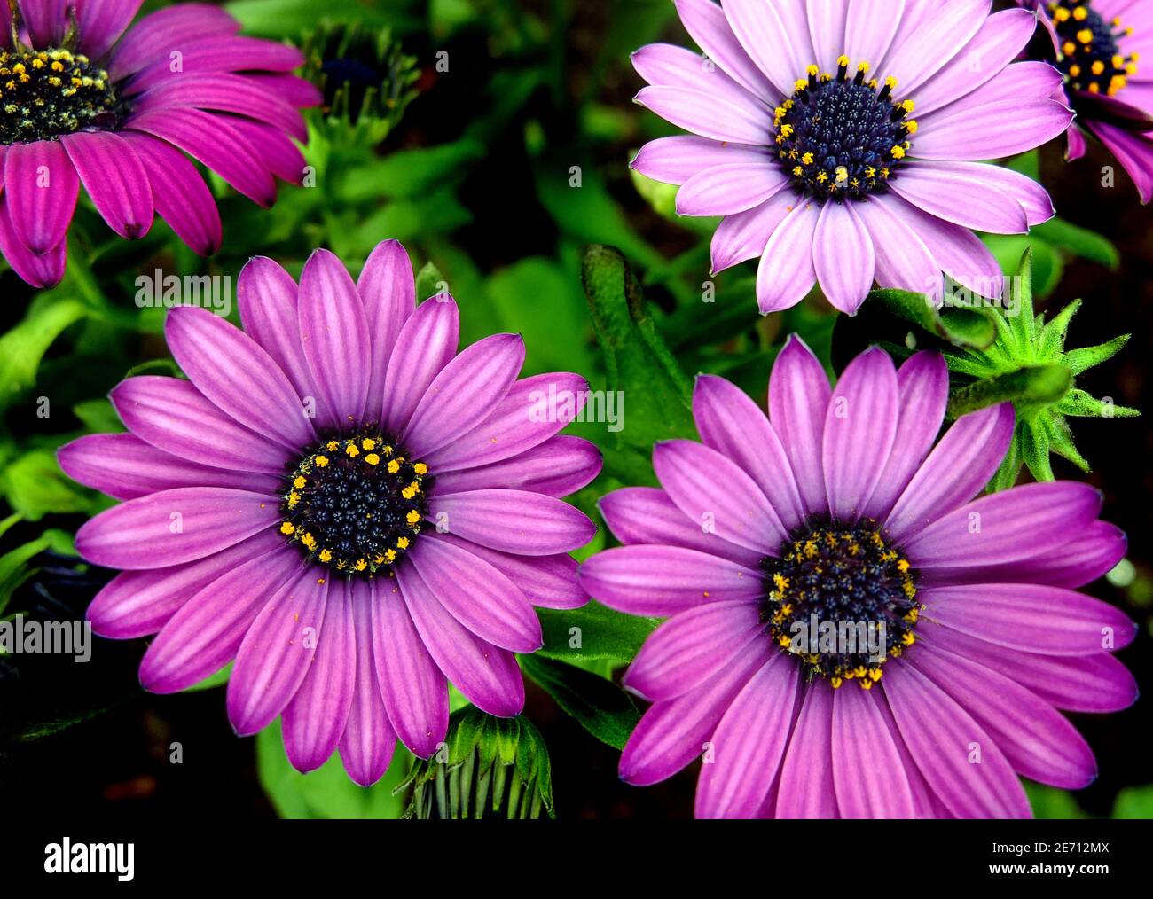Dimorphotheca ecklonis flowers Stock Photo