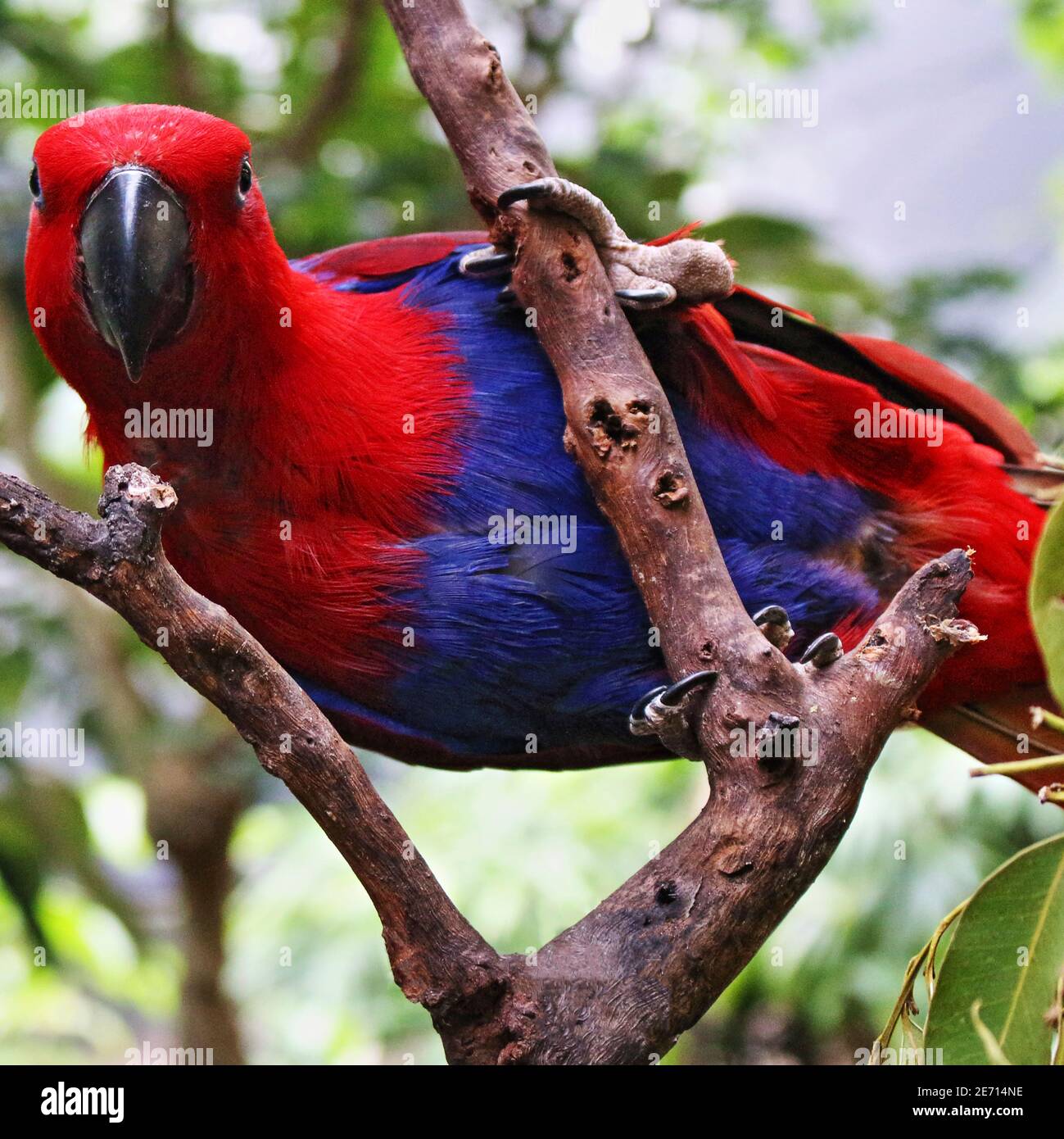 Red female eclectus parrot in a strength pose at Wildlife Habitat conservation park in Port Douglas, Queensland Australia Stock Photo