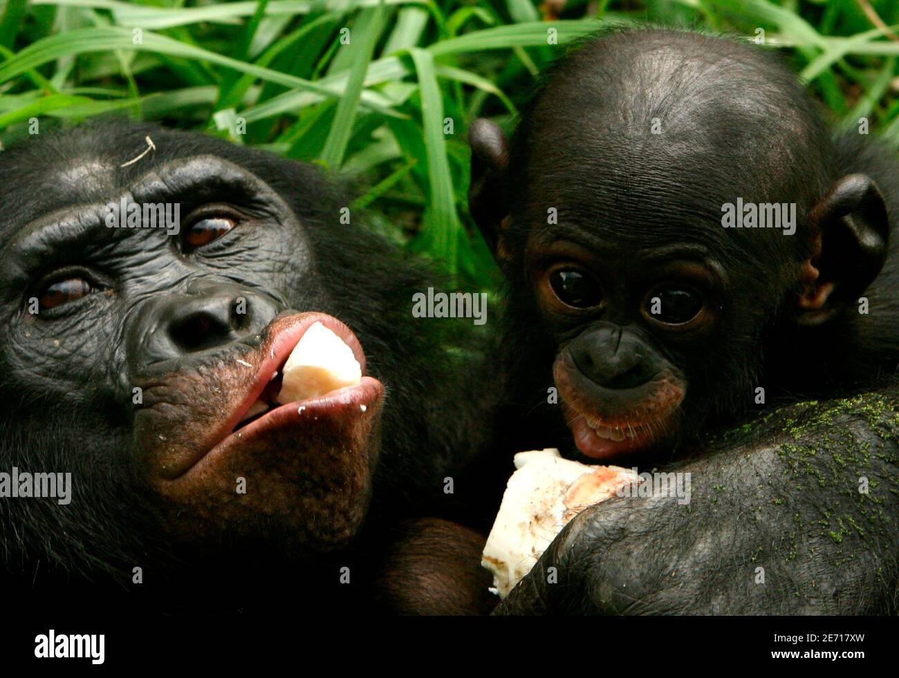 Bonobo chimpanzees hires stock photography and images Alamy