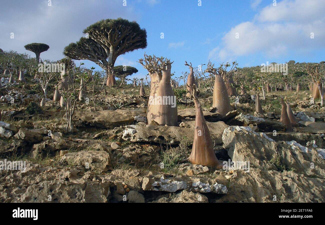 Dragon S Blood Tree Africa High Resolution Stock Photography And Images Alamy Dragon S Blood Tree Africa High Resolution Stock Photography And Images Alamy
