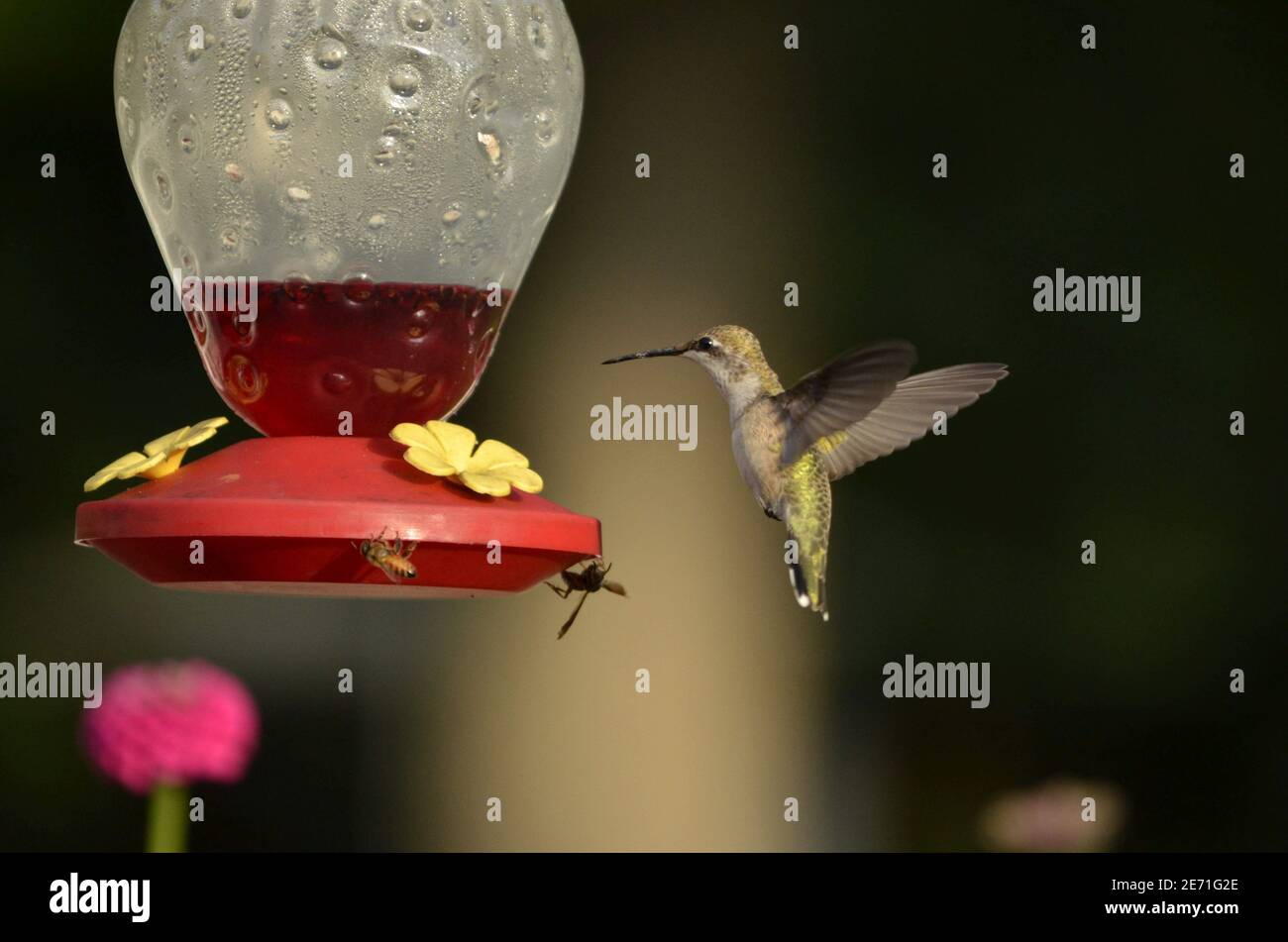 Hummingbird Hovering at a Feeder Stock Photo