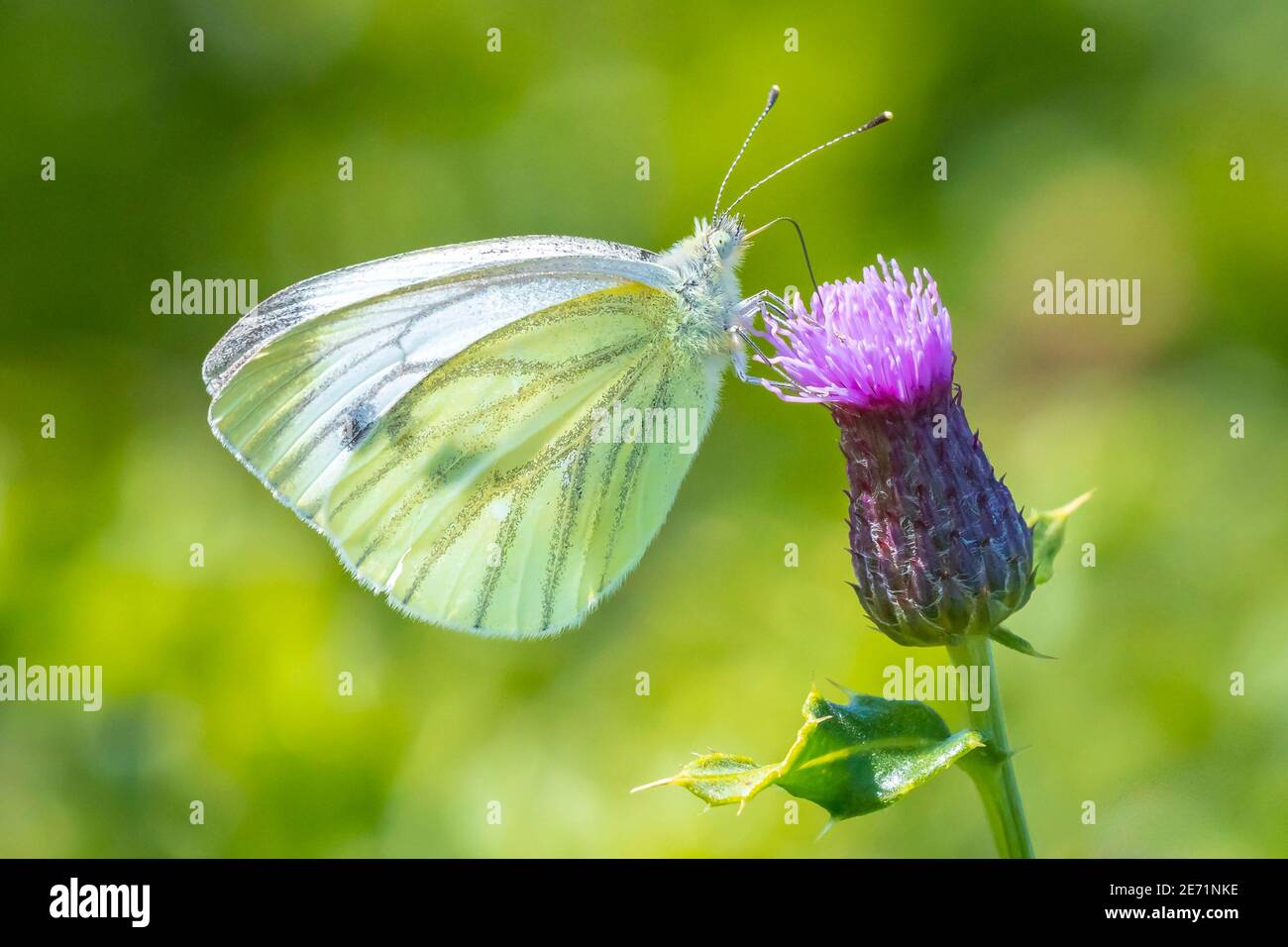 Green-veined white butterfly, Pieris napi, feeding nectar of a purple thistle flower in a beautiful meadow Stock Photo