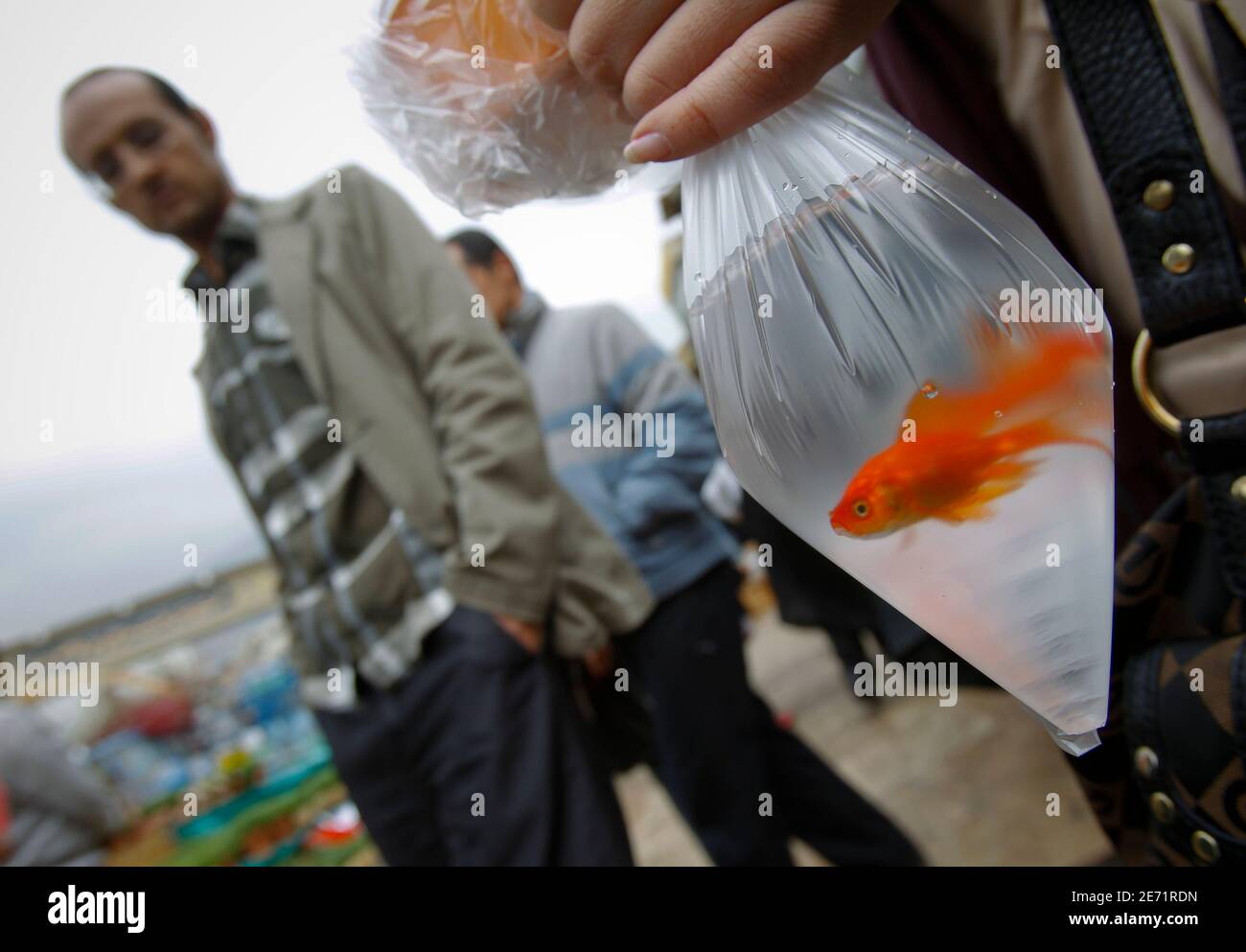 Girl Swallow 20 Goldfish